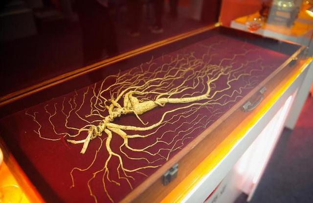 野山参价格多少钱一根（野生和家种人参为什么价格差距大）