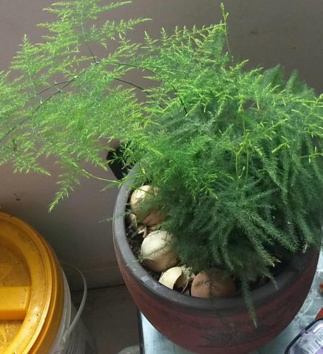 花盆里有小飞虫