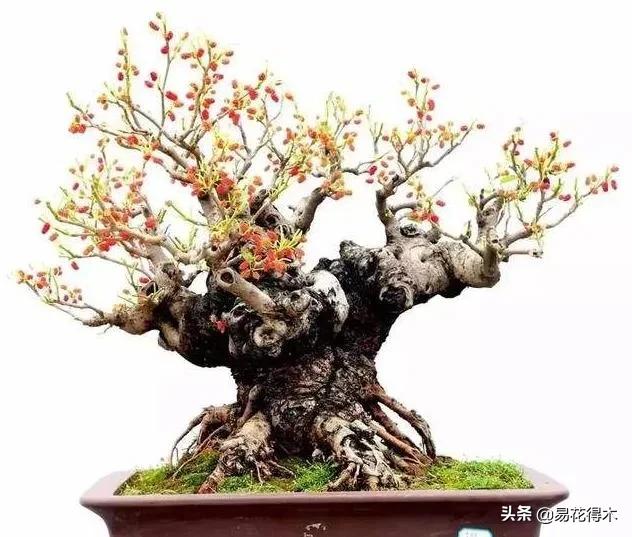 亳州干式洗砂机哪家好