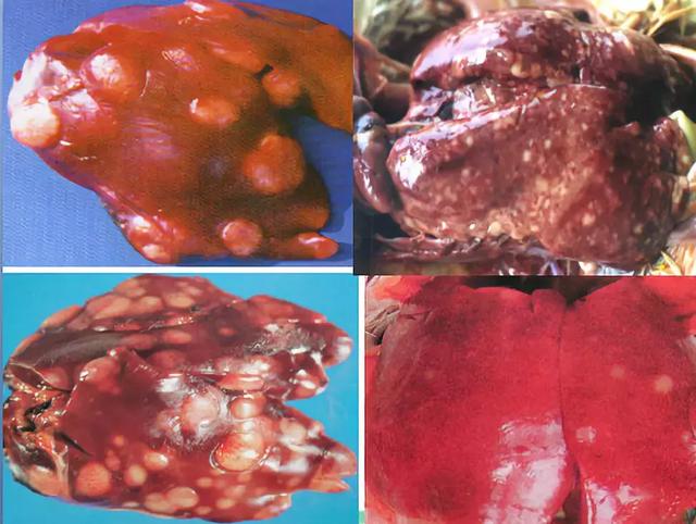 鸡皮肤是绝症么