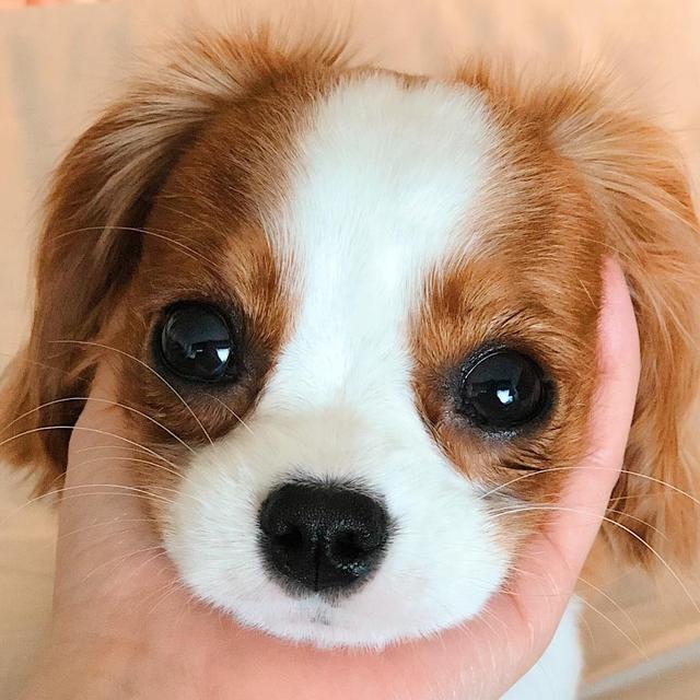 可卡犬图片