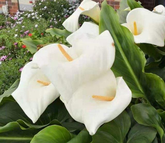 花卉名称