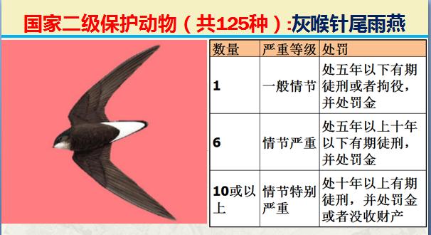 国家二级保护动物有哪些