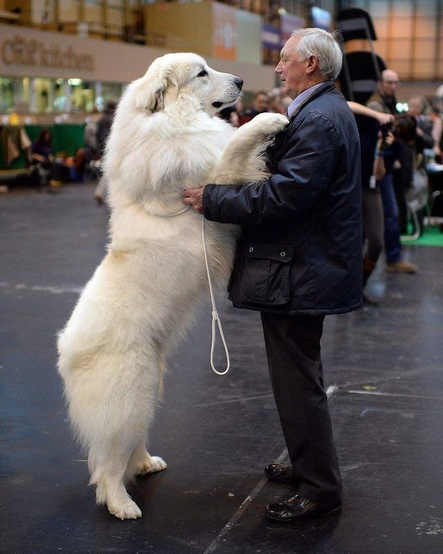 大型犬品种大全带图，有名的大型犬？