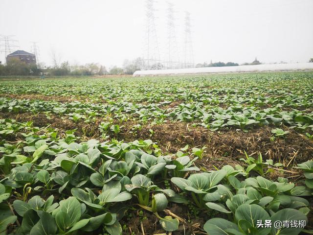 宁波市鄞州区水稻产区冬闲田青菜轻简化栽培模式7