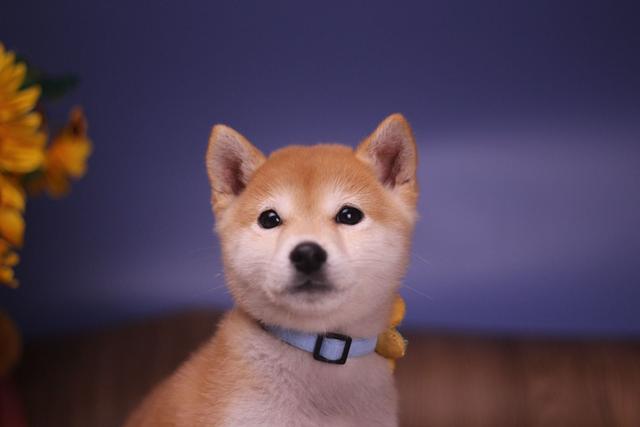 图文 我花了买的柴犬为什么毛这么长 是稀有犬种吗 值吗 长毛柴犬多少钱一只 Www Chongwu56 Com