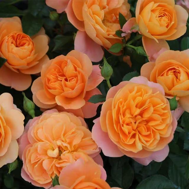 月季花是什么颜色的