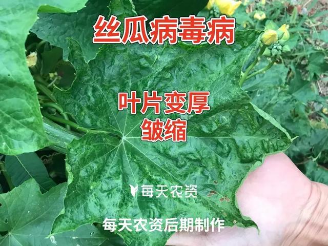 盐酸吗啉胍这些要点，种地打药一定要知道2