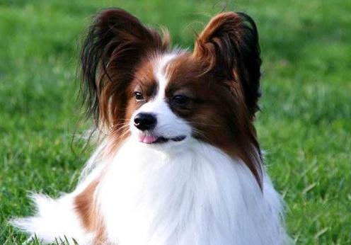 蝴蝶犬能长多大 蝴蝶犬能长多大（蝴蝶犬一般长多大） 生活