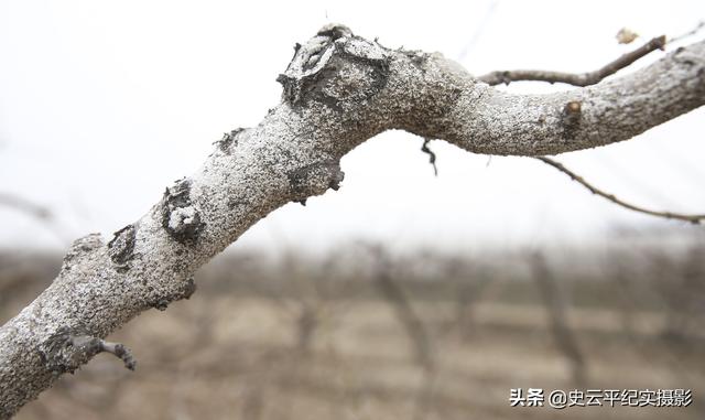 农民用石灰和硫磺熬制一种农药，专杀桃树上的白蚧虫，看看啥情况8