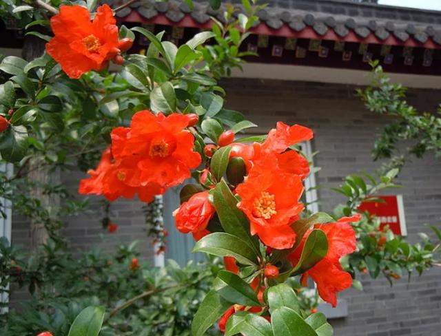 十二月的花 十二月的花（十二月的花语） 生活