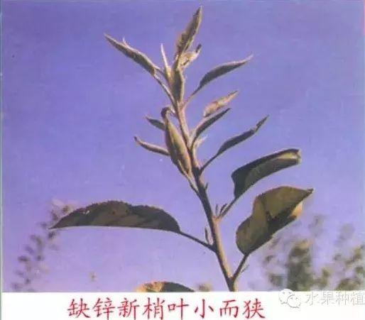 苹果树常见8种缺素症的表现及防治（图文版）9