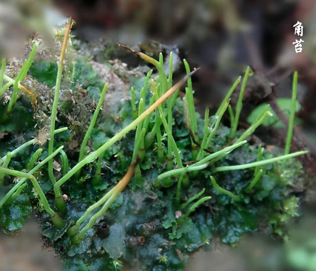 苔藓植物