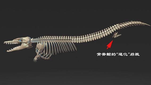 蓝鲸骨骼结构图图片