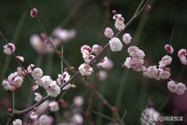 梅花的品质和精神