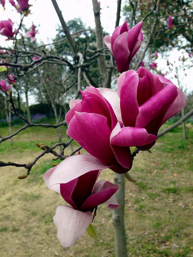 玉兰花 玉兰花（玉兰花园） 生活