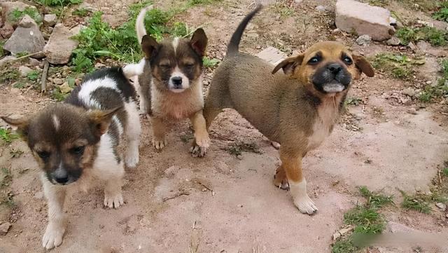 狼是狗的祖先 把几只土狗放入深山 它们会像狼一样生存下来吗 全网搜