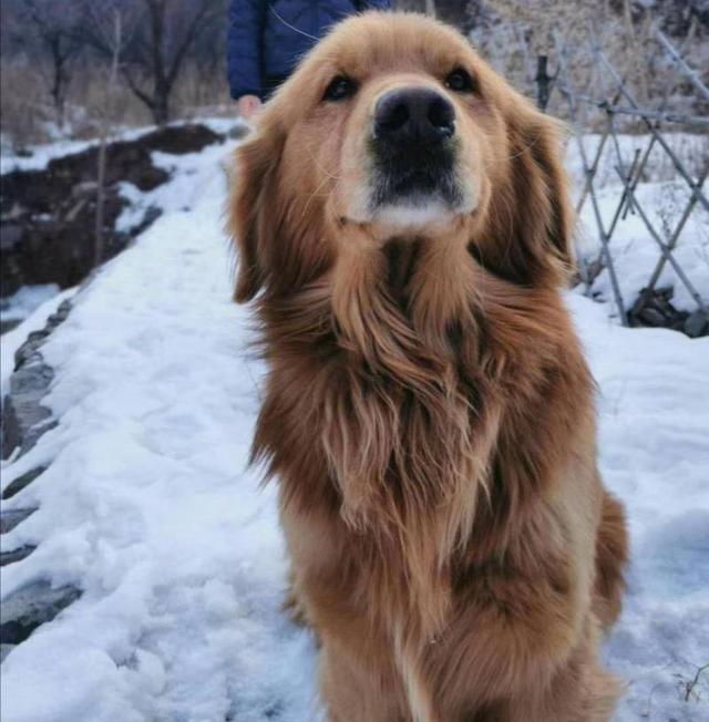 熊孩子金毛离家出走(熊孩子离家出走的电影)