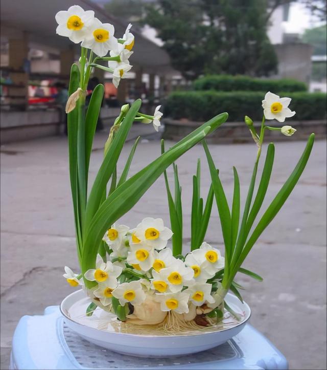 水培植物 水培植物（水培植物根部长绿苔） 生活