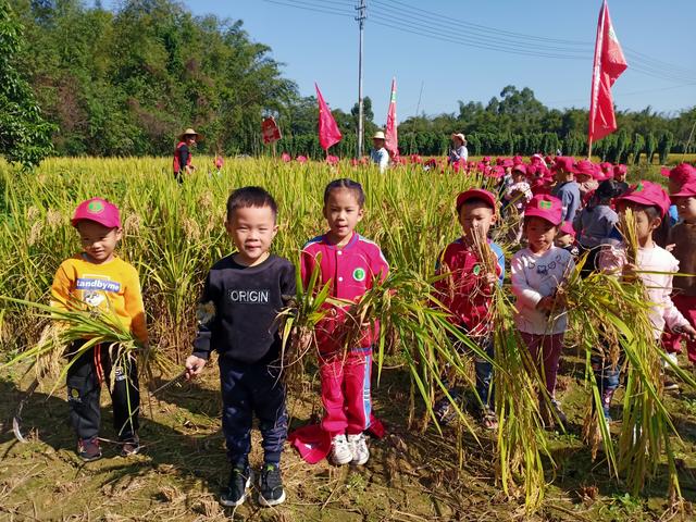 幼儿园的割水稻能手