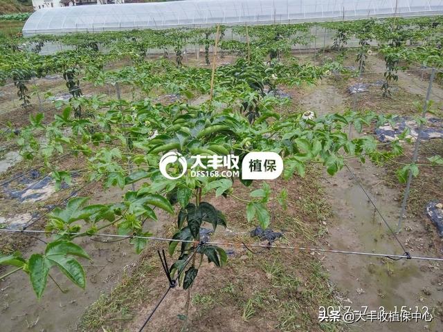 最全百香果管理方案，牢记4个要点！说得太详细了9