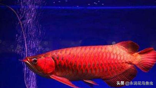 红龙鱼鳞片粉色好吗
