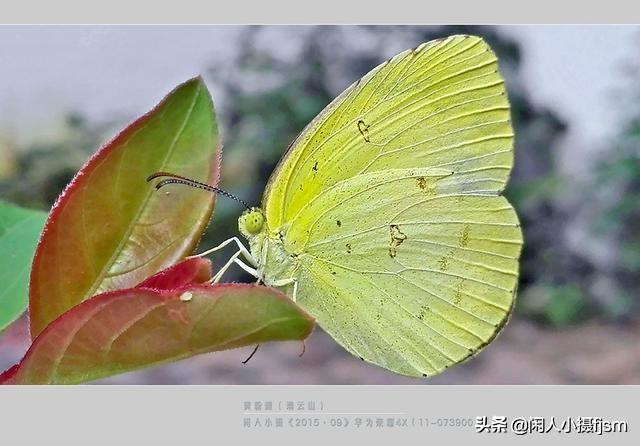 蝴蝶有什么特点