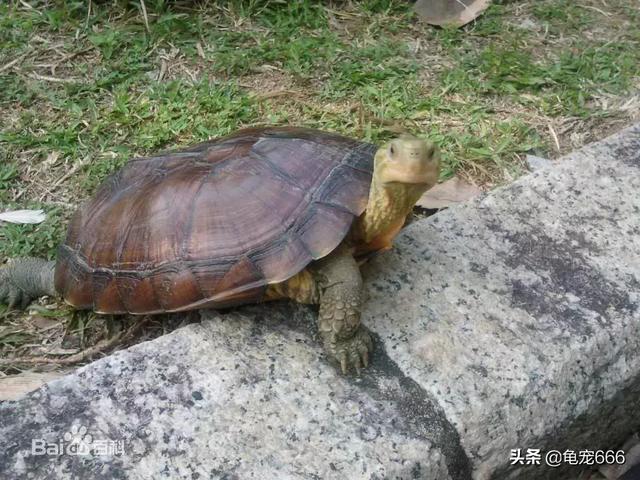 养金钱龟赚钱吗