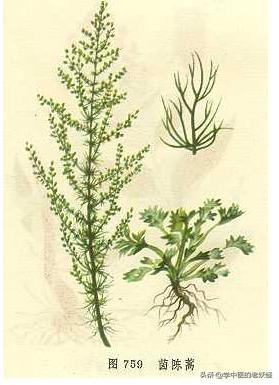 每日一中药——茵陈