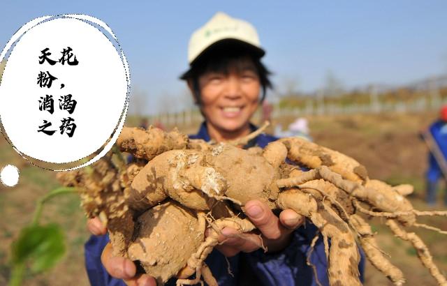农村常见中药之栝楼