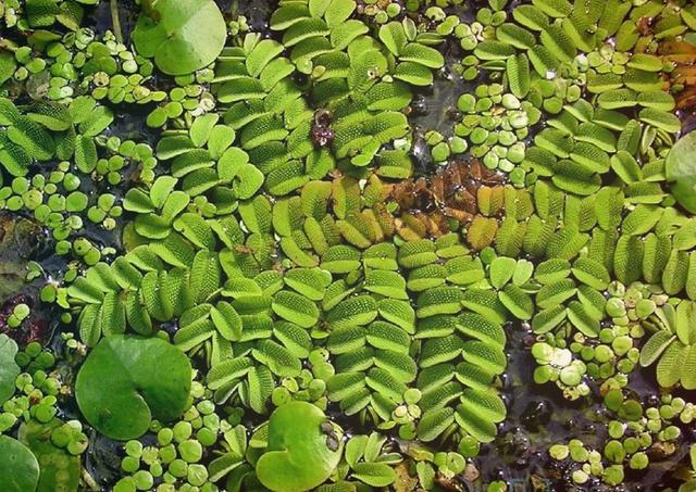 常见水生植物