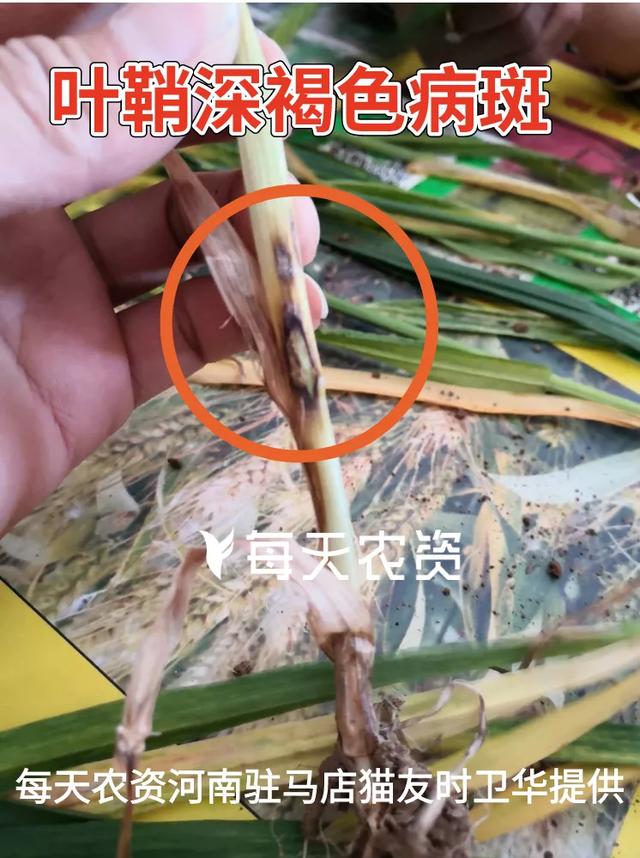 哭！近期麦苗大片大片发黄，怎么补救？5大原因必看8