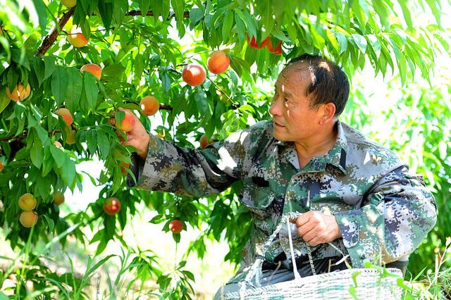 桃子僵果影响产量？按这3点来做，桃子个个长得好