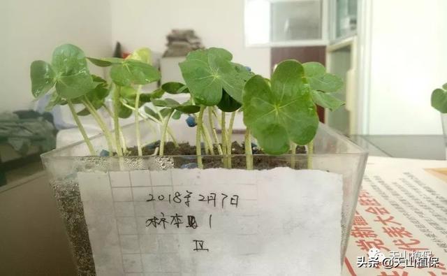 棉花缩节胺拌种技术值得推广2