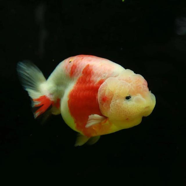 照顾家庭和孩子身上(当然还有工作),大量的金鱼没有了精心勤快的护理