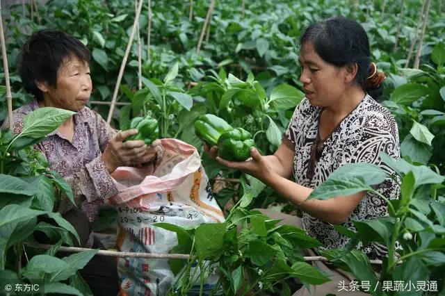 蔬菜粉虱、蓟马、螨虫无法根治怎么办？试试这些方法