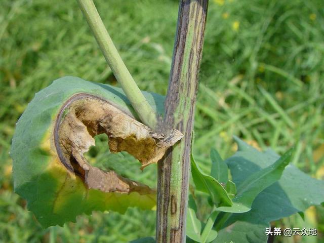 油菜病毒病不好治，早防蚜虫是防治的关键，合理用药控制病情3