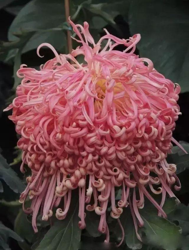 菊花的颜色