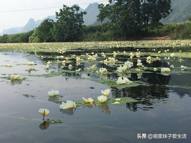 荇菜又叫什么