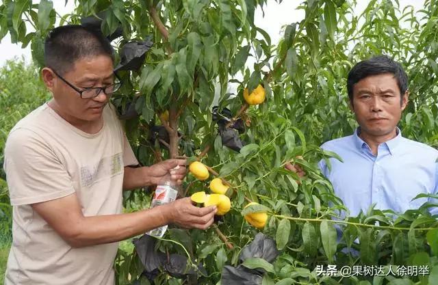 前促后控，现在就到了桃树控旺成花的关键时期了，怎么做呢？10