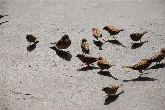 门可罗雀什么意思门可罗雀的成语故事