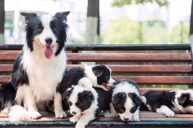 边境牧羊犬智商