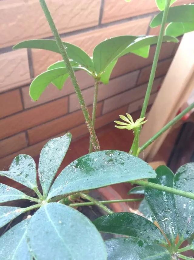 植物叶背和叶芽处长满白色絮状物，那就是烦人的吹棉介壳虫4