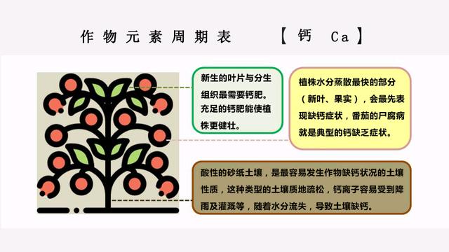 一直在用的钙肥，你真正的了解它吗？什么时候用？该怎么用？