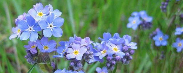 勿忘我花语 勿忘我花语「蓝色勿忘我花语」 生活