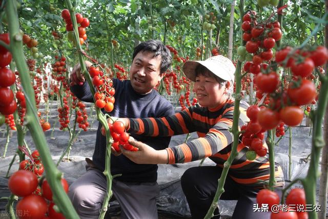 西红柿总是落花落果？教你一招，一喷就灵，结得多，吃不完卖不完11