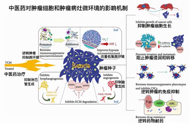 癌症患者可以选择中医治疗吗？听听专家怎么回答