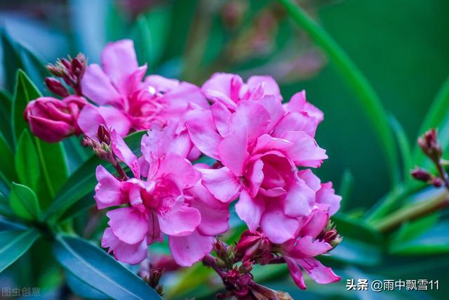 夹竹桃叶 夹竹桃叶（夹竹桃叶横切面结构图手绘） 生活