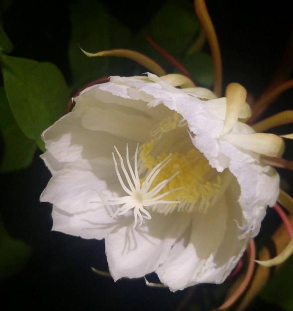 花草图片大全