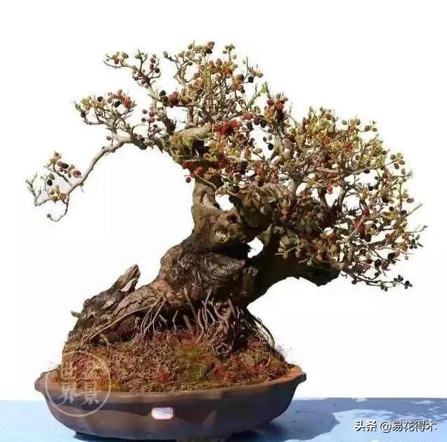 亳州干式洗砂机哪家好